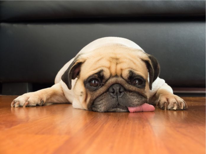 rendimiento de un perro a partir del tamaño de su cerebro