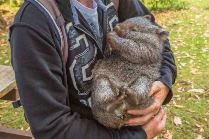 wombats