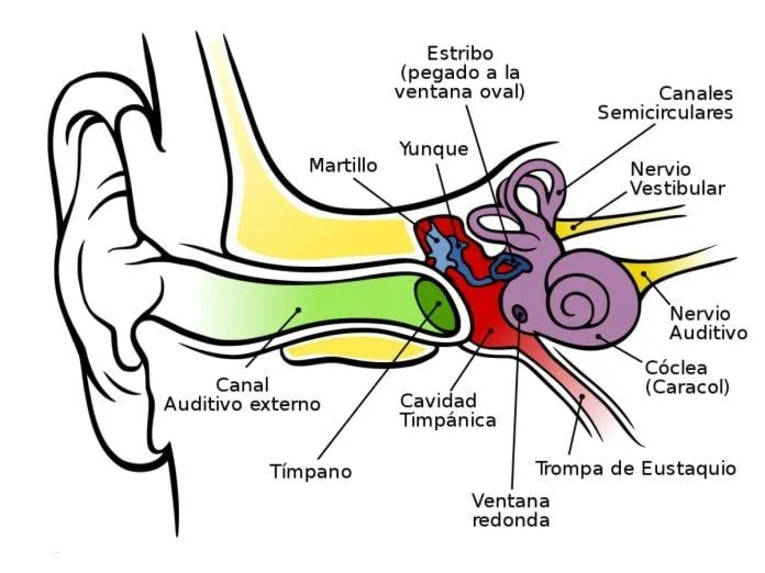 Anatomía del oído humano