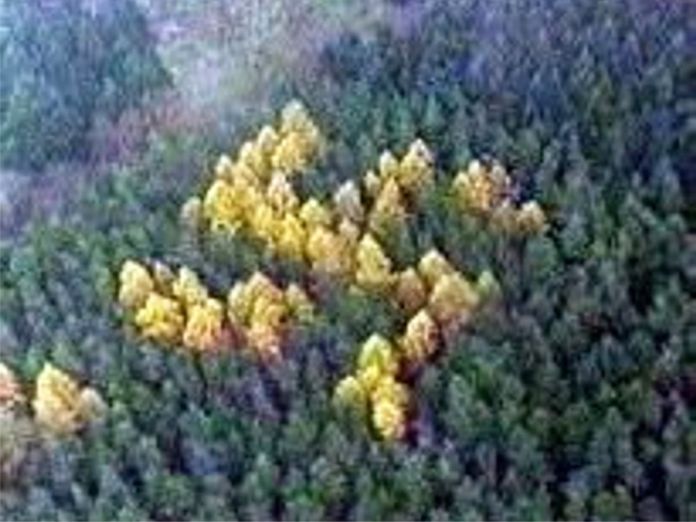 La historia de la esvástica del bosque, el misterioso símbolo del nazismo que duró oculto por más de 50 años