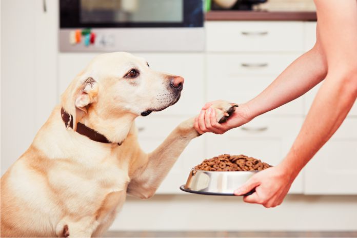 comida para perros