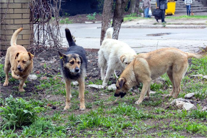 perros callejeros