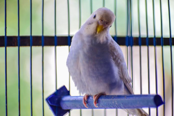 Consejos y cuidados para tener un pájaro como mascota