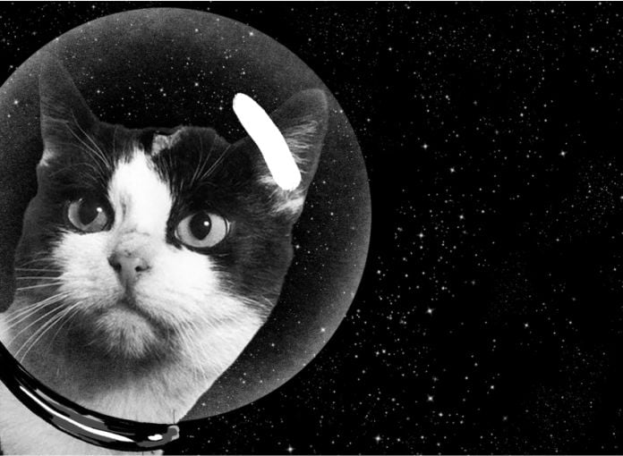 La historia olvidada de Félicette, la gata callejera que se convirtió en el primer felino en viajar al espacio