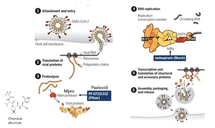 Cómo funciona el fármaco