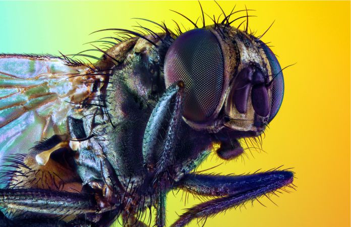 ¿Los insectos tienen cerebro?