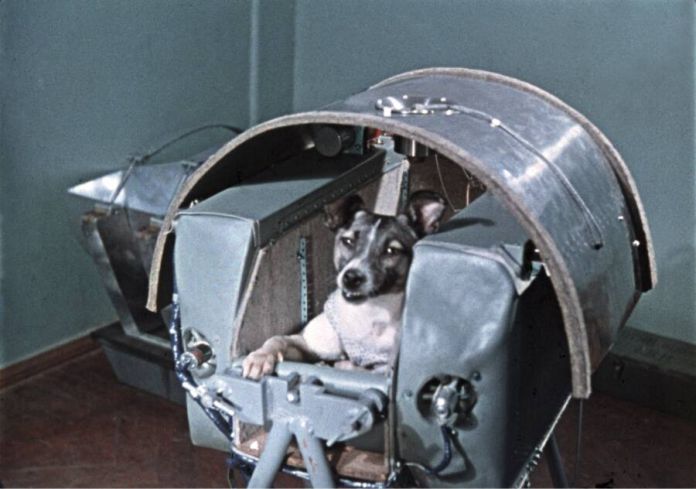 Por qué Laika fue enviada al espacio