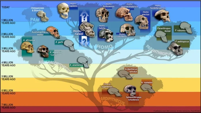 Las otras ocho especies humanas