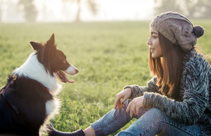 Border Collie