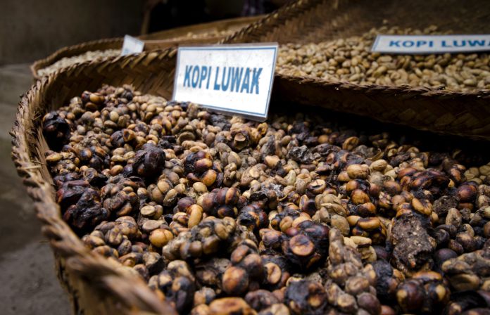 El café más caro del mundo, Kopi Luwak