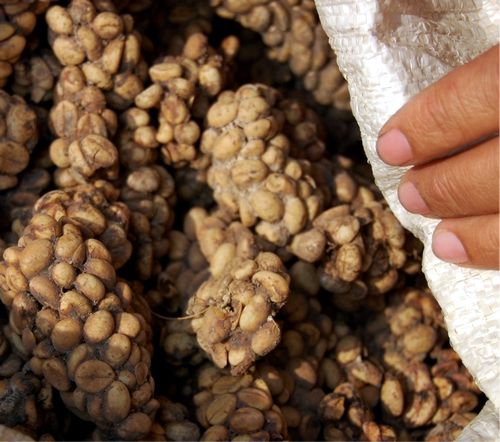 Kopi luwak, semillas de café de heces de civeta de palma. Lamung, Indonesia