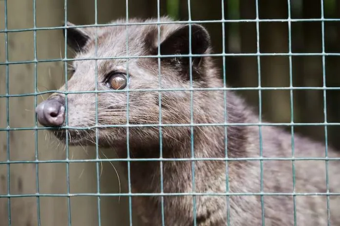 Problemas éticos del Kopi Luwak
