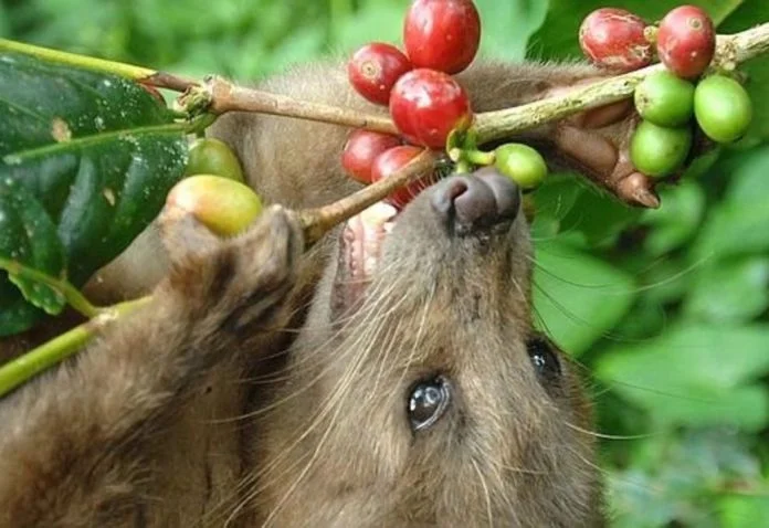 Qué es Kopi Luwak, el café más caro del mundo