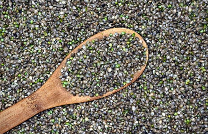 Semillas autoflorecientes a granel para obtener cultivos en tiempo récord