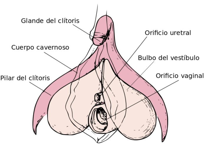 anatomía interna de la vulva humana