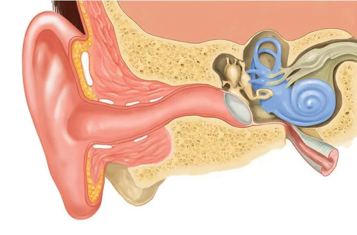 Estructura interna del oído humano