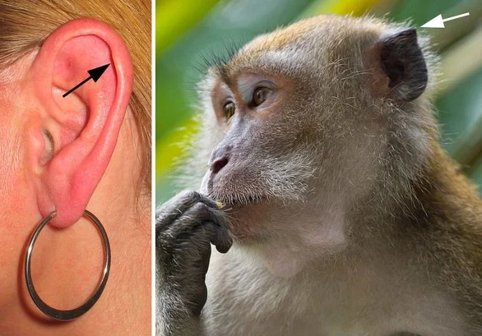 Tubérculo de Darwin