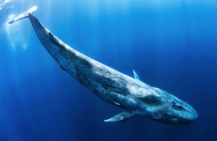 10 asombrosos datos sobre la ballena azul, el animal más grande del planeta