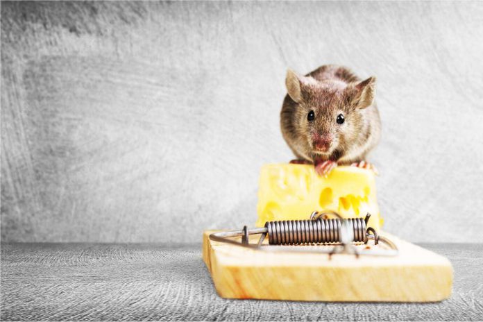¿A los ratones realmente les gusta mucho el queso?