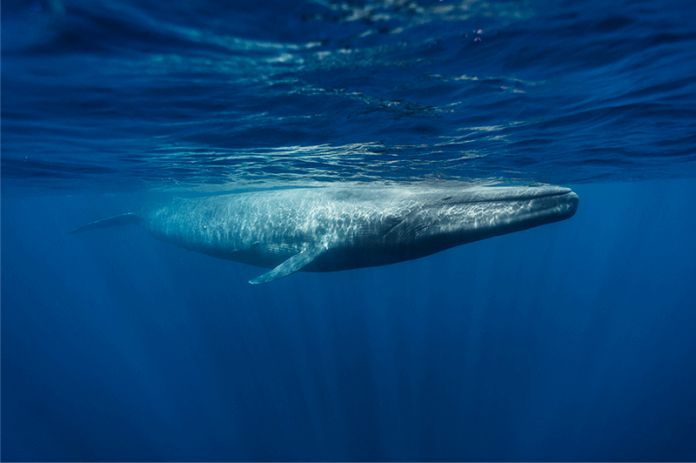 Diez datos asombrosos sobre la ballena azul
