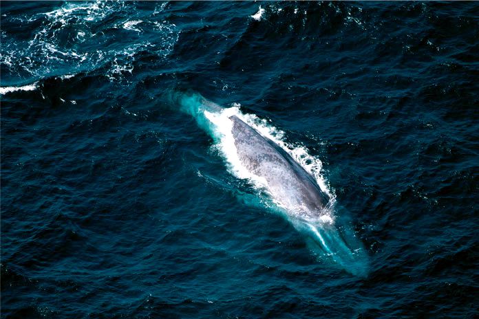 Las ballenas azules pueden diferenciar a otras ballenas