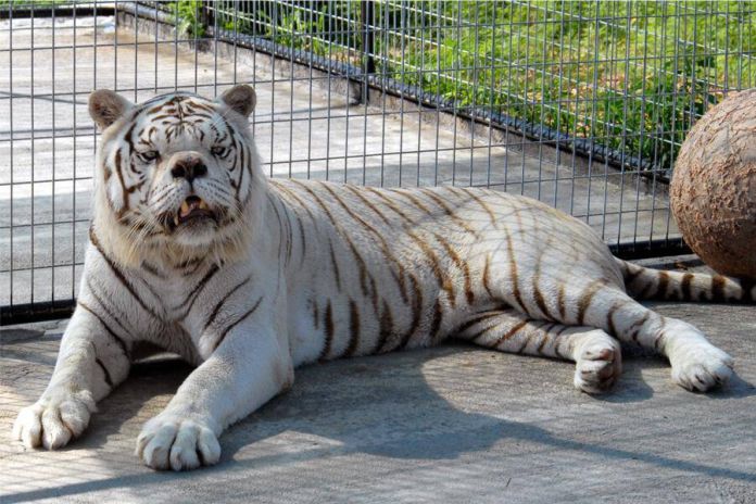 El mito de los tigres blancos 'en peligro de extinción' y las prácticas de reproducción detrás de ellos