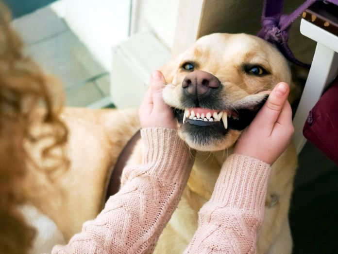 Los perros pueden darse cuenta cuando son engañados