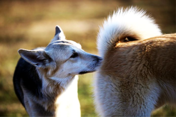 ¿Por qué los perros se huelen el trasero unos a otros?