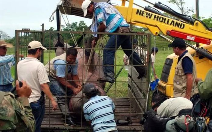 Avanzando en la gestión de especies invasoras