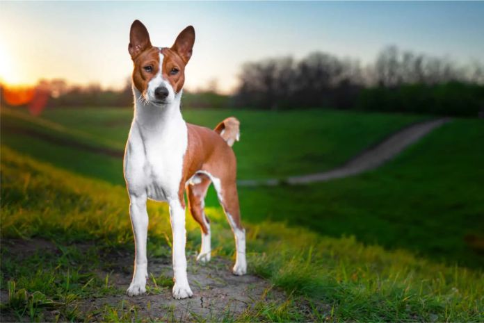 Basenji, el perro que no ladra