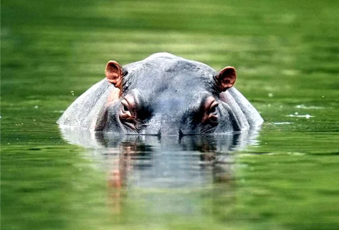 Los hipopótamos de Pablo Escobar: un dilema ecológico en Colombia