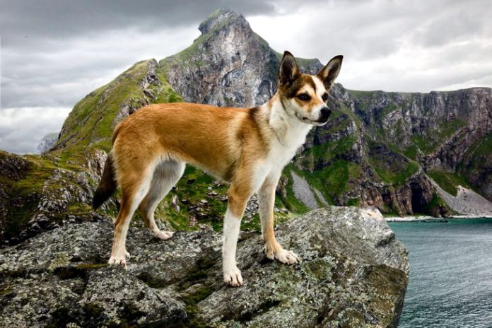 Lundehund noruego, el perro con 6 dedos