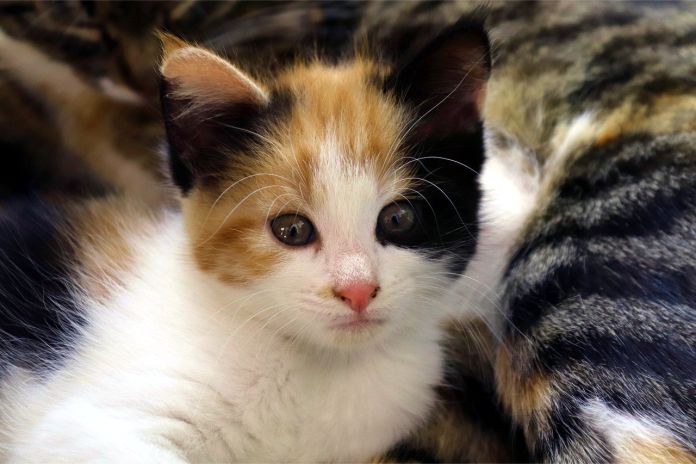 ¿Por qué los gatos tricolores son casi siempre hembras?