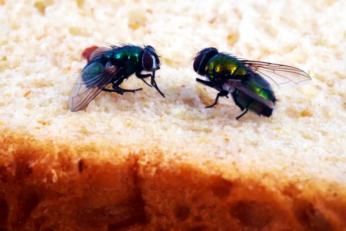 ¿Qué pasa cuando las moscas se posan en tu comida?