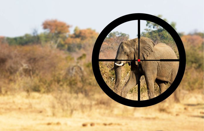 Salvar a los elefantes es ayudar a salvar el planeta, así de simple