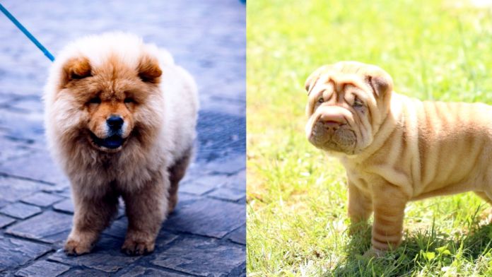 Shar pei y Chow chow, las razas con lengua de color morado