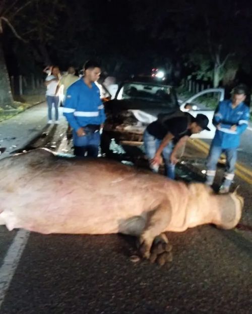 primer incidente de tráfico relacionado con un hipopótamo