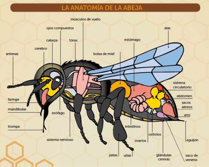 Anatomía de la abeja
