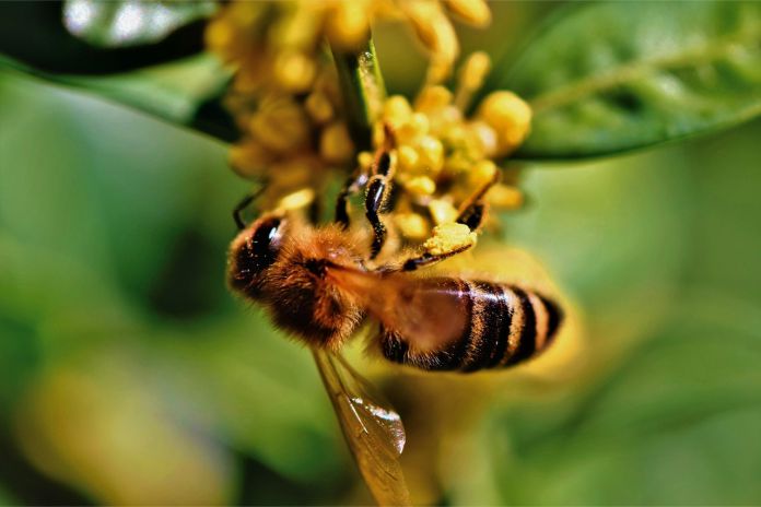¿Cómo las abejas hacen la miel?