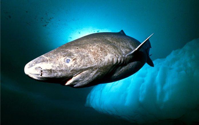 La asombrosa longevidad del tiburón de Groenlandia, el vertebrado que más años vive