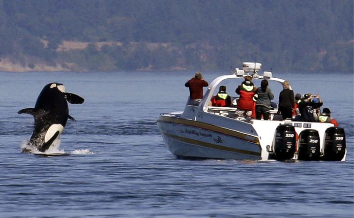 Por qué las orcas están embistiendo barcos