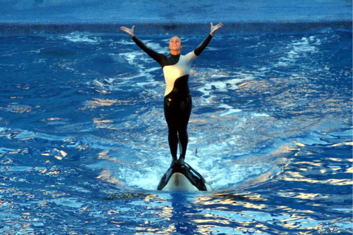 Cómo la vida y la muerte de Tilikum alteraron la percepción pública