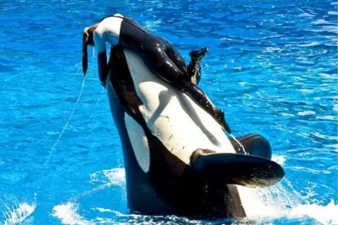 La trágica historia de Tilikum, la orca que mató a tres personas y desató un movimiento en contra del cautiverio