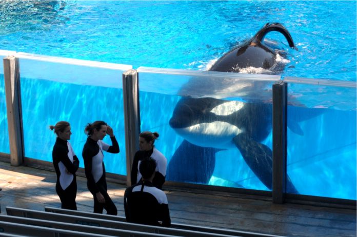 La transformación de SeaWorld tras la muerte de Tilikum