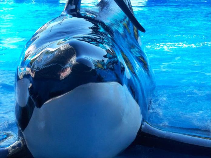 La trágica historia de Tilikum, la orca asesina de SeaWorld GM