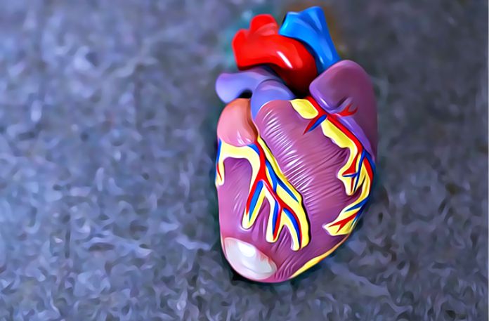 El corazón humano como nunca antes lo habías visto: un mapa celular detallado