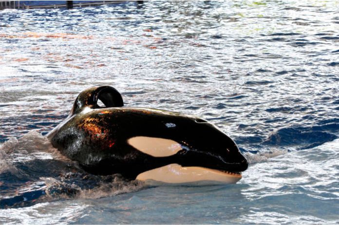 El debut de Shamu y la posterior era de maltrato