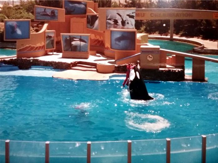 El desgarrador destino de 'Baby Shamu'