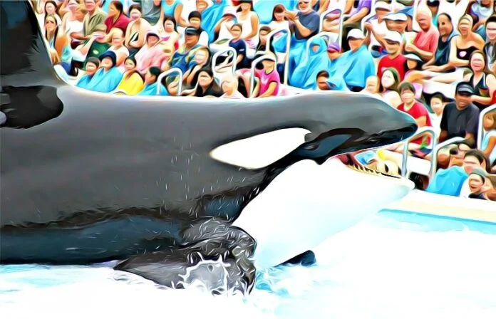 La conmovedora historia de Shamu, la primera orca en la cadena de maltratos de SeaWorld