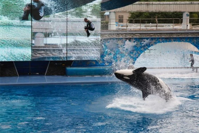 Shamu en SeaWorld Orlando